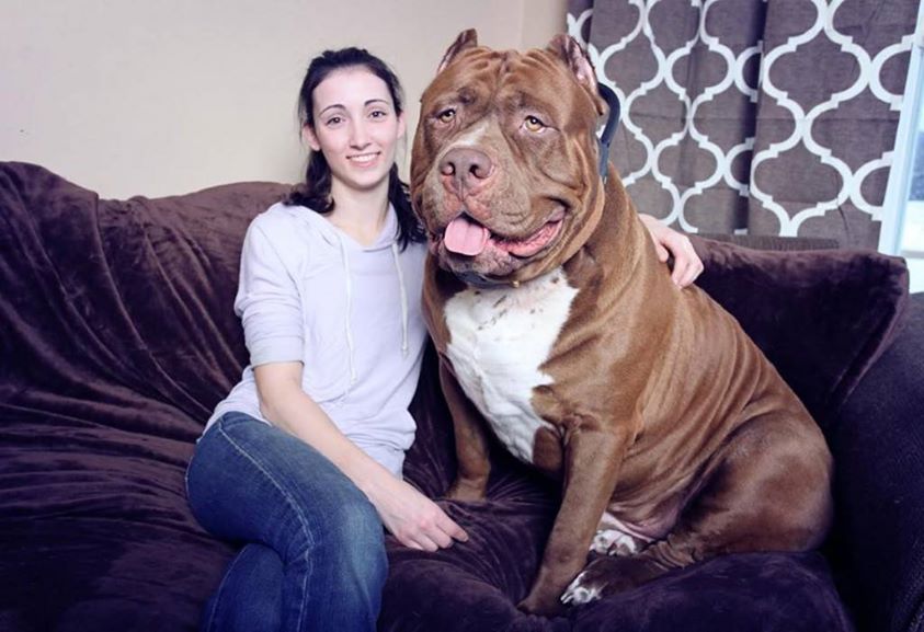 world-s-largest-pitbull-9-khaleej-mag